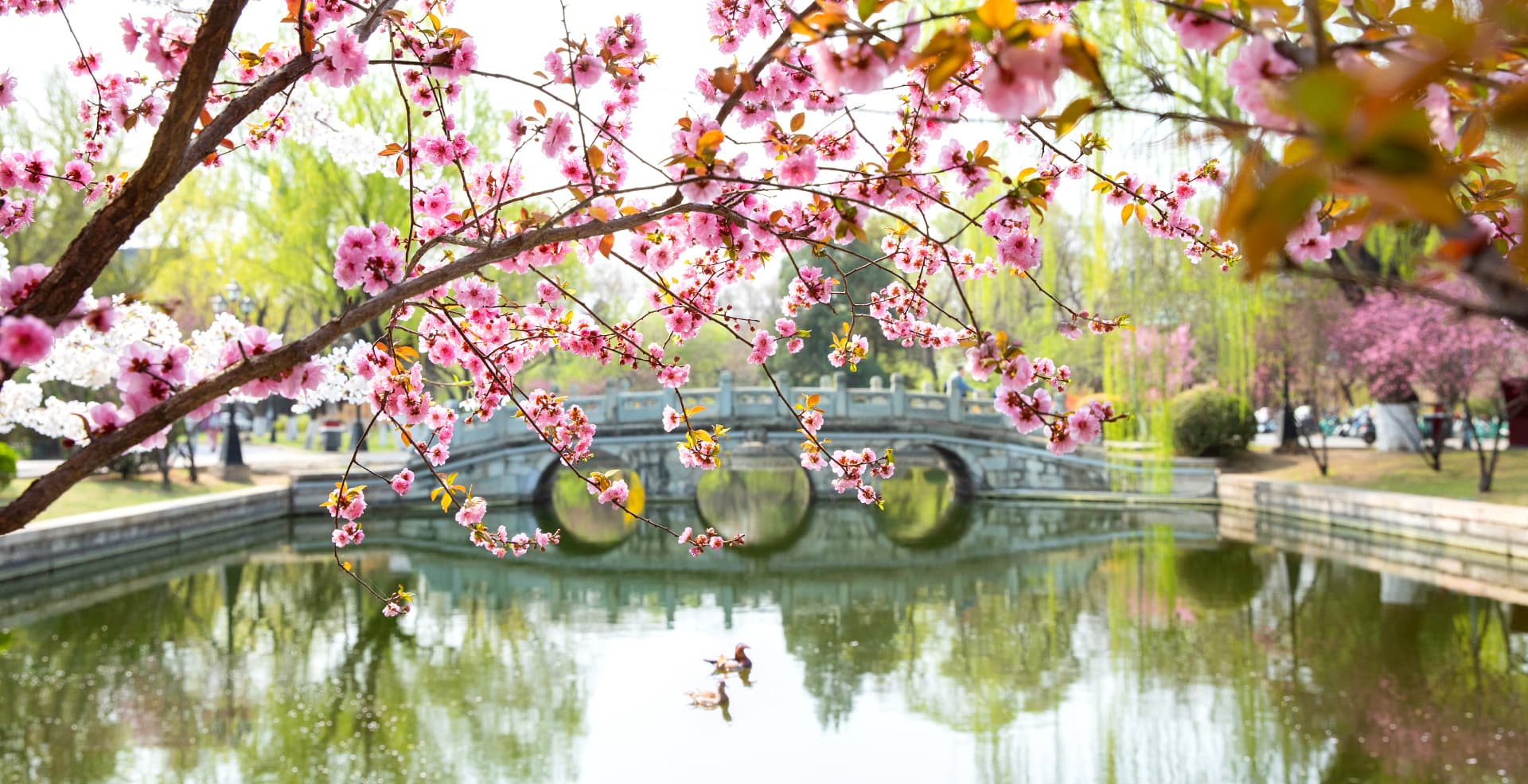 Seasonal Flower Blooms (March - August)