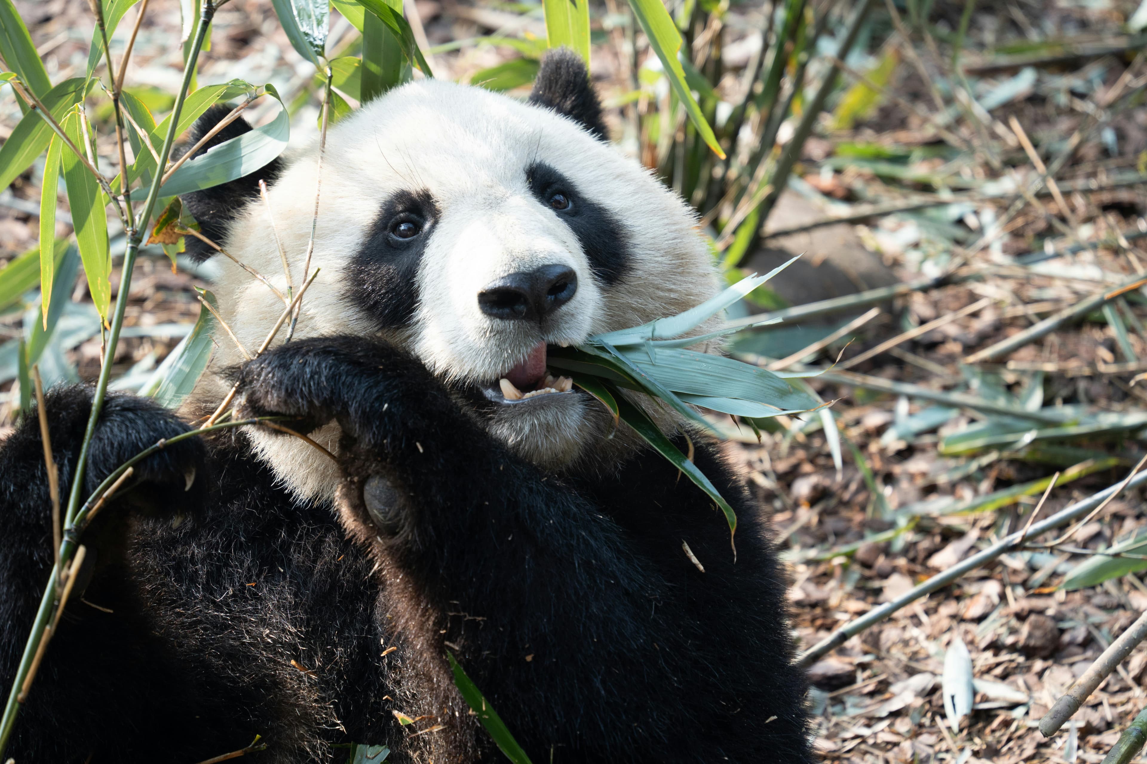 Chengdu Research Base of Giant Panda Breeding